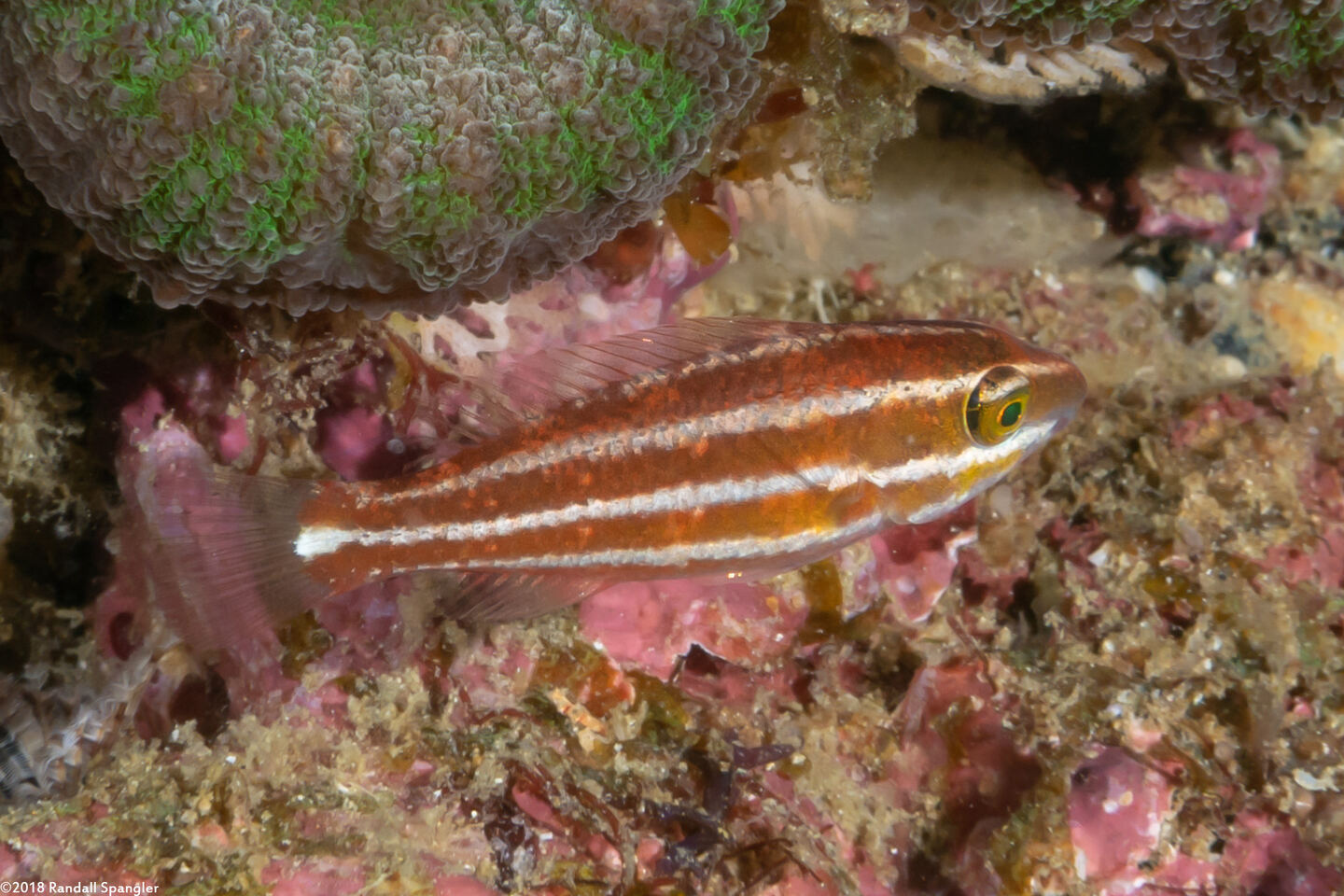 Chlorurus spilurus (Bullethead Parrotfish)