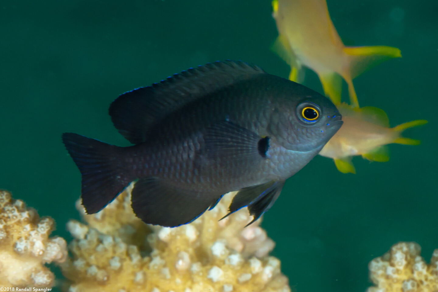 Pomacentrus brachialis (Charcoal Damsel)