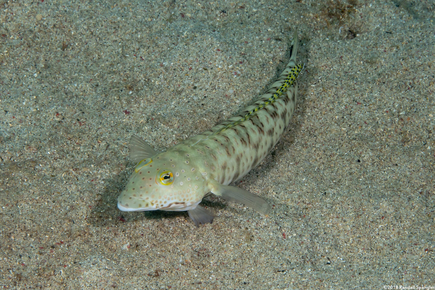 Parapercis hexophtalma (Speckled Sandperch)