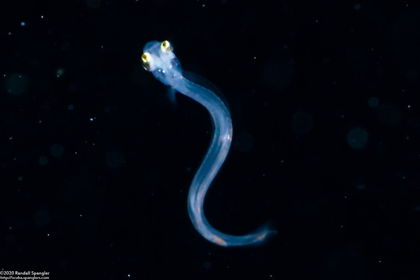 Synodus sp. (Larval Lizardfish)