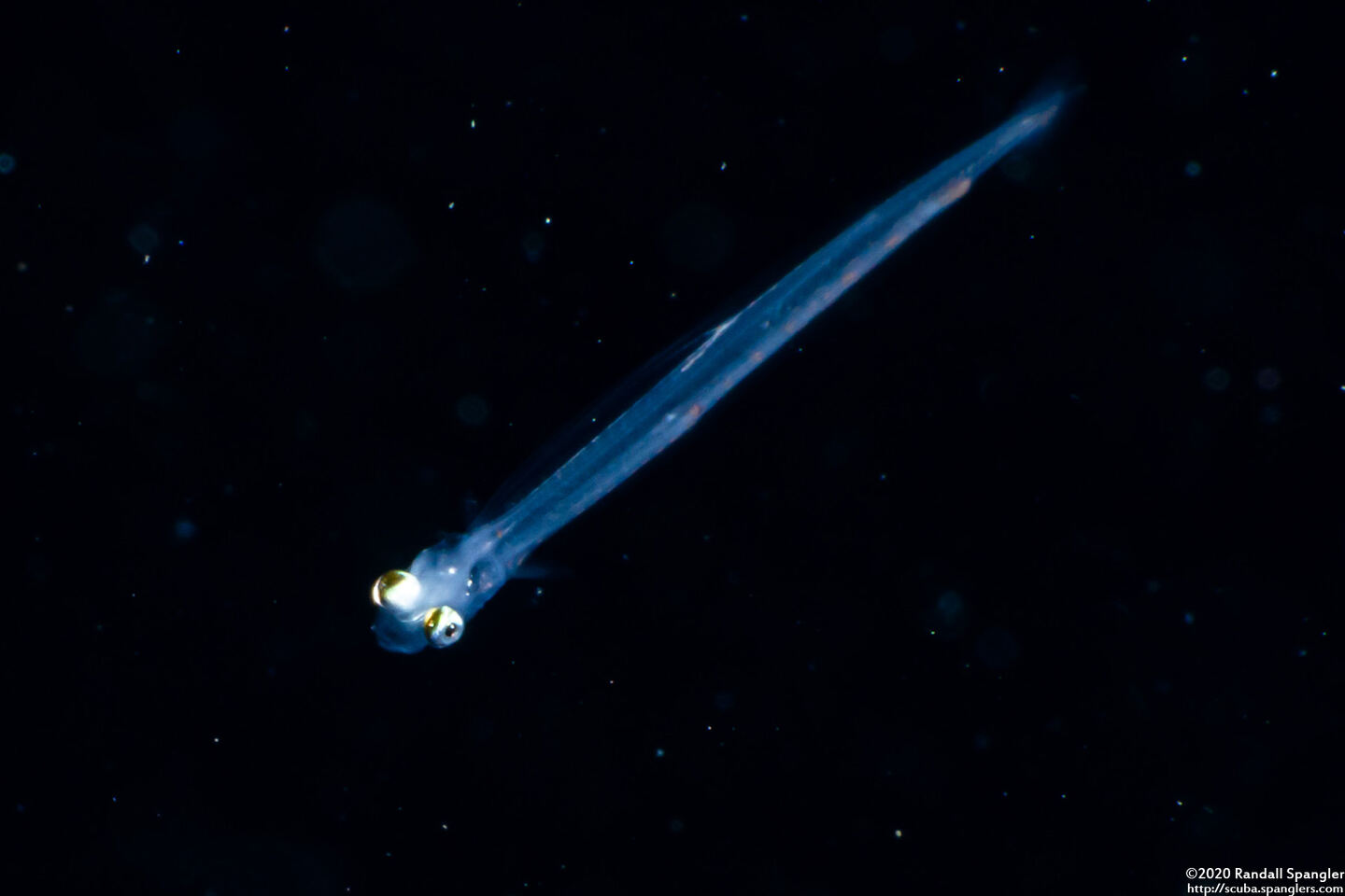 Synodus sp. (Larval Lizardfish)