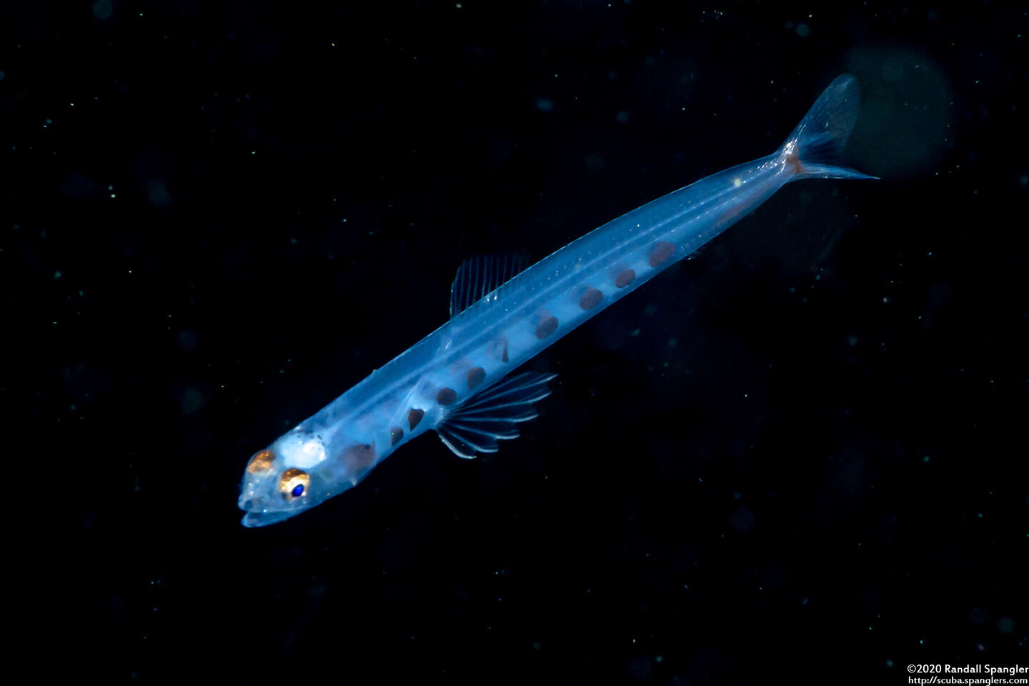 Trachinocephalus myops (Snakefish)