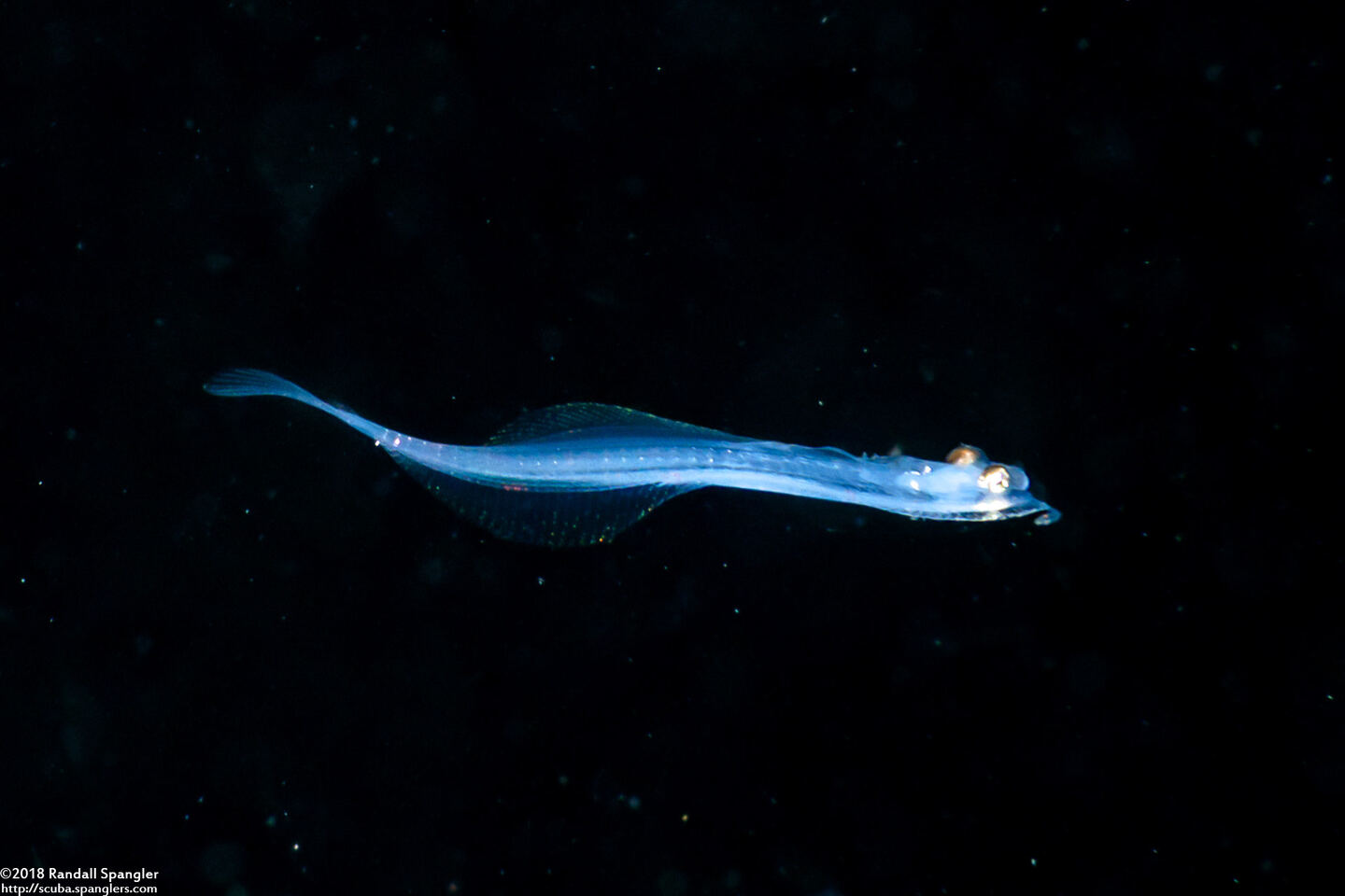 Family Bothidae (Larval Flounder)