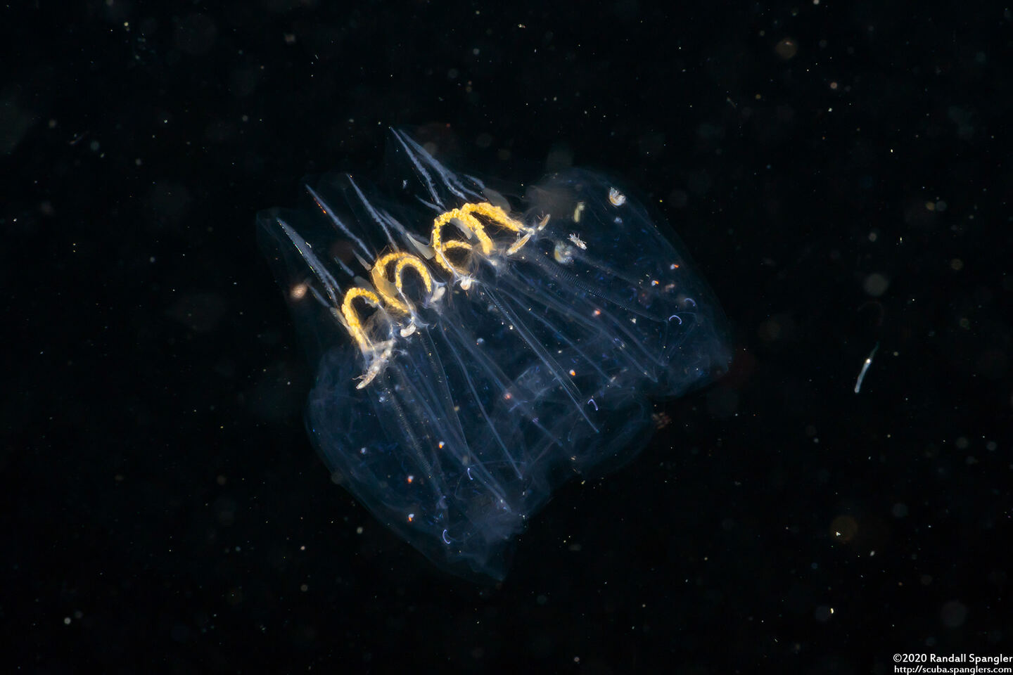 Cyclosalpa bakeri (Cyclosalpa Bakeri)