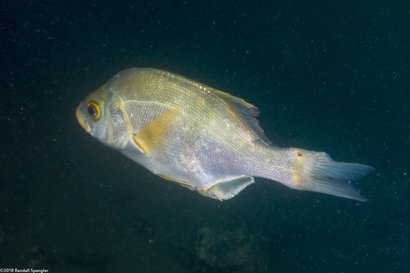 Rhacochilus toxotes (Rubberlip Seaperch)