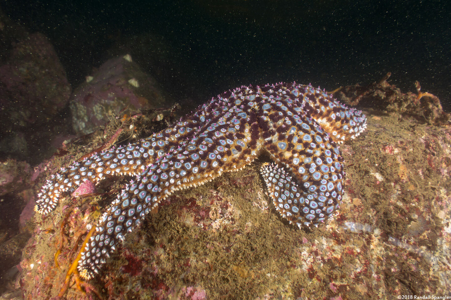 Pisaster giganteus (Giant Spined Star)