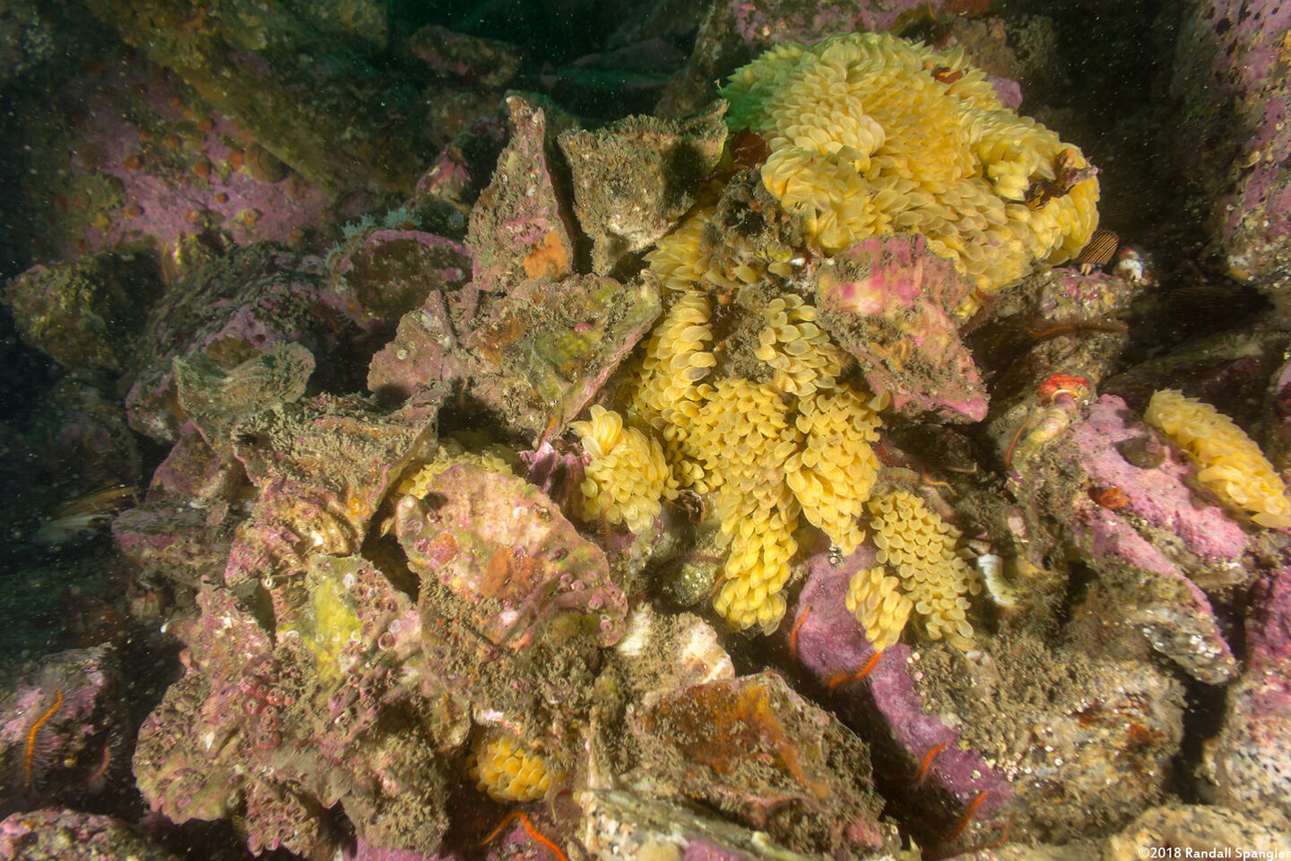 Ceratostoma foliatum (Leafy Hornmouth)