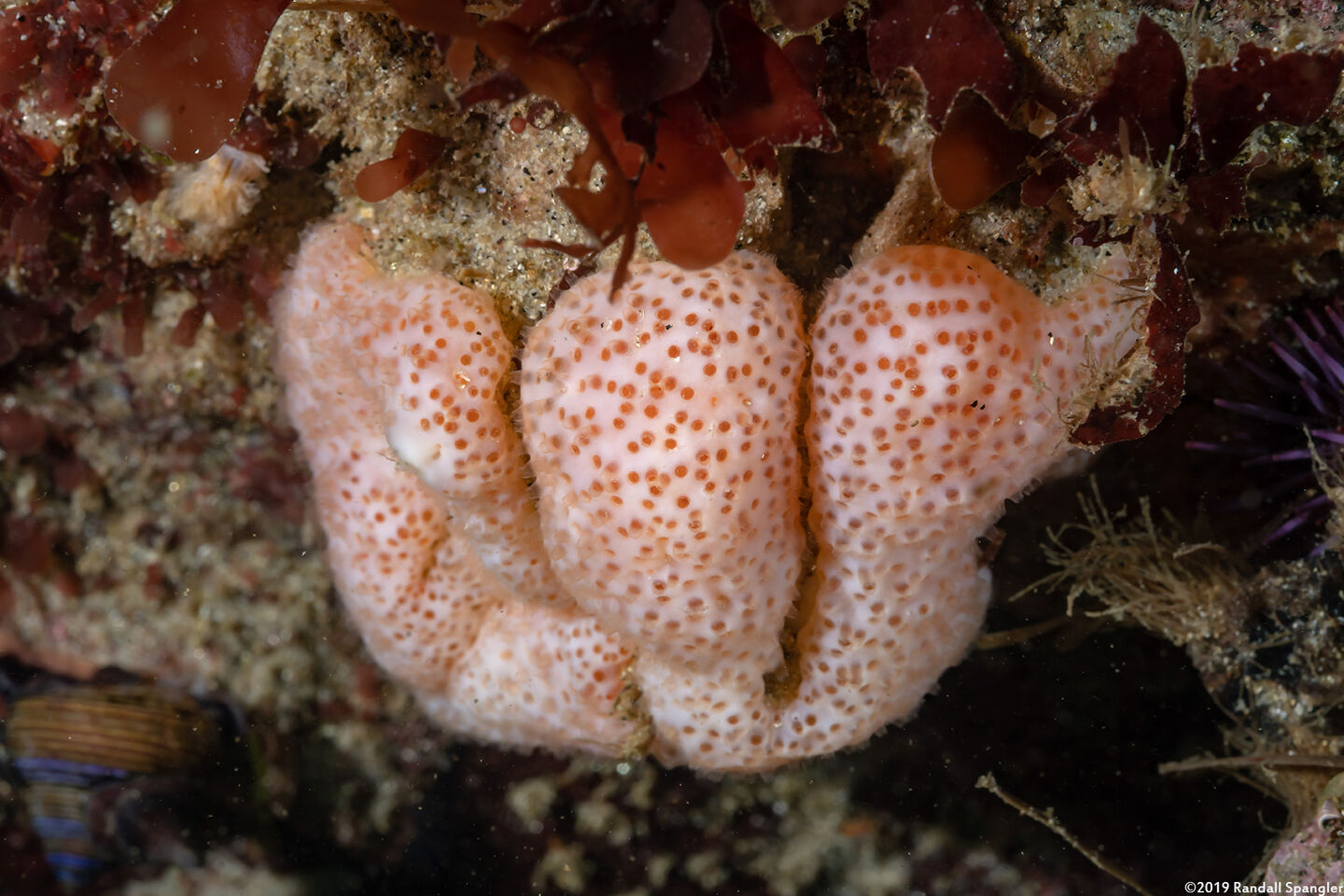 Eudistoma molle (Eudistoma Molle)