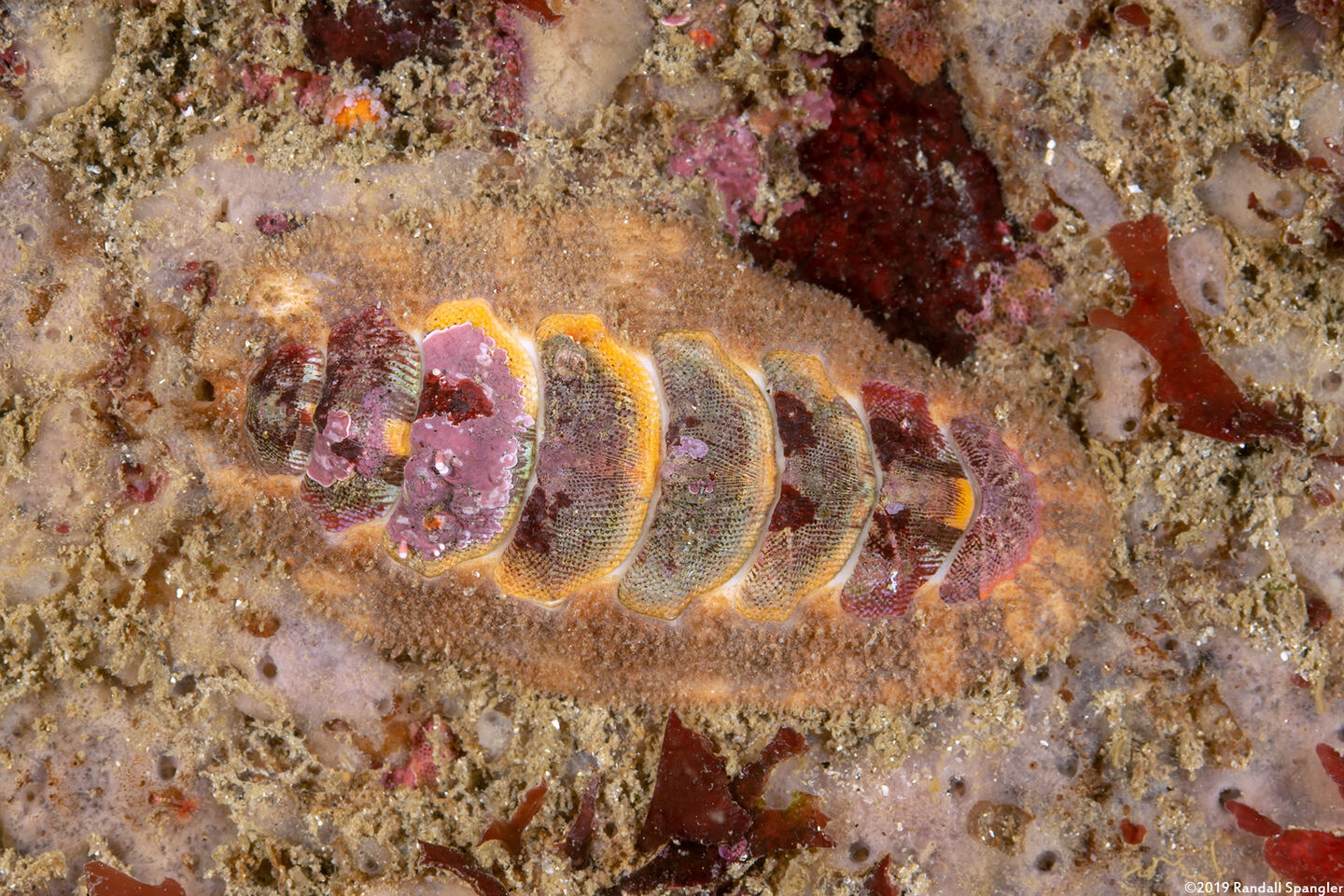 Mopalia ciliata (Hairy Chiton)