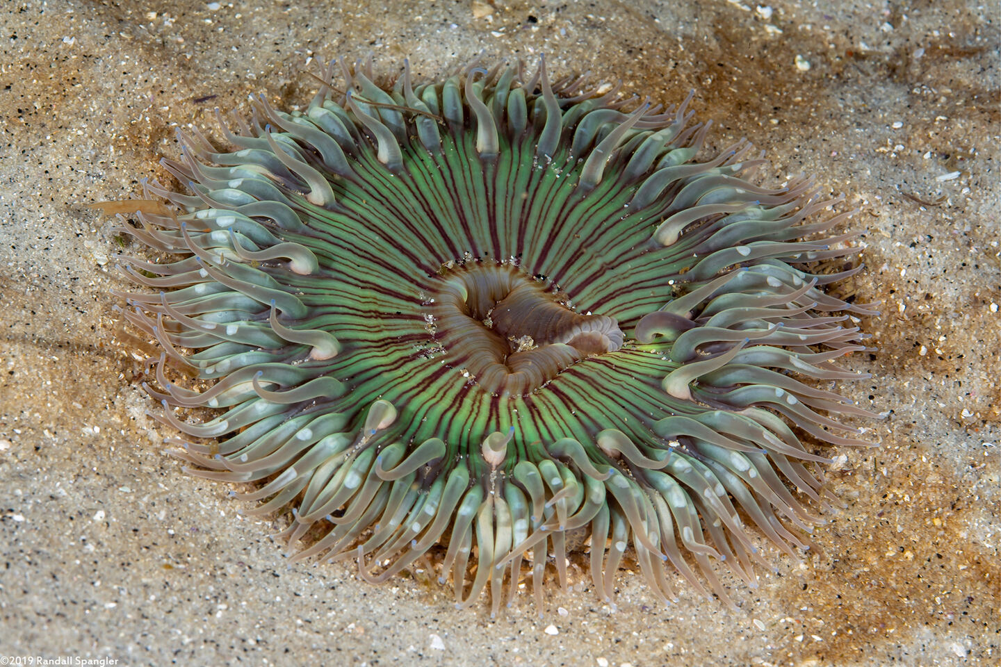 Anthopleura sola (Sunburst Anemone)
