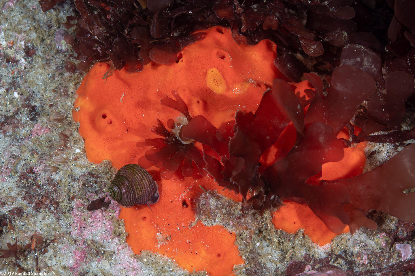 Acarnus erithacus (Red Volcano Sponge)