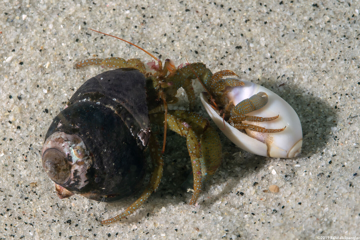 Pagurus granosimanus (Grainyhand Hermit Crab)