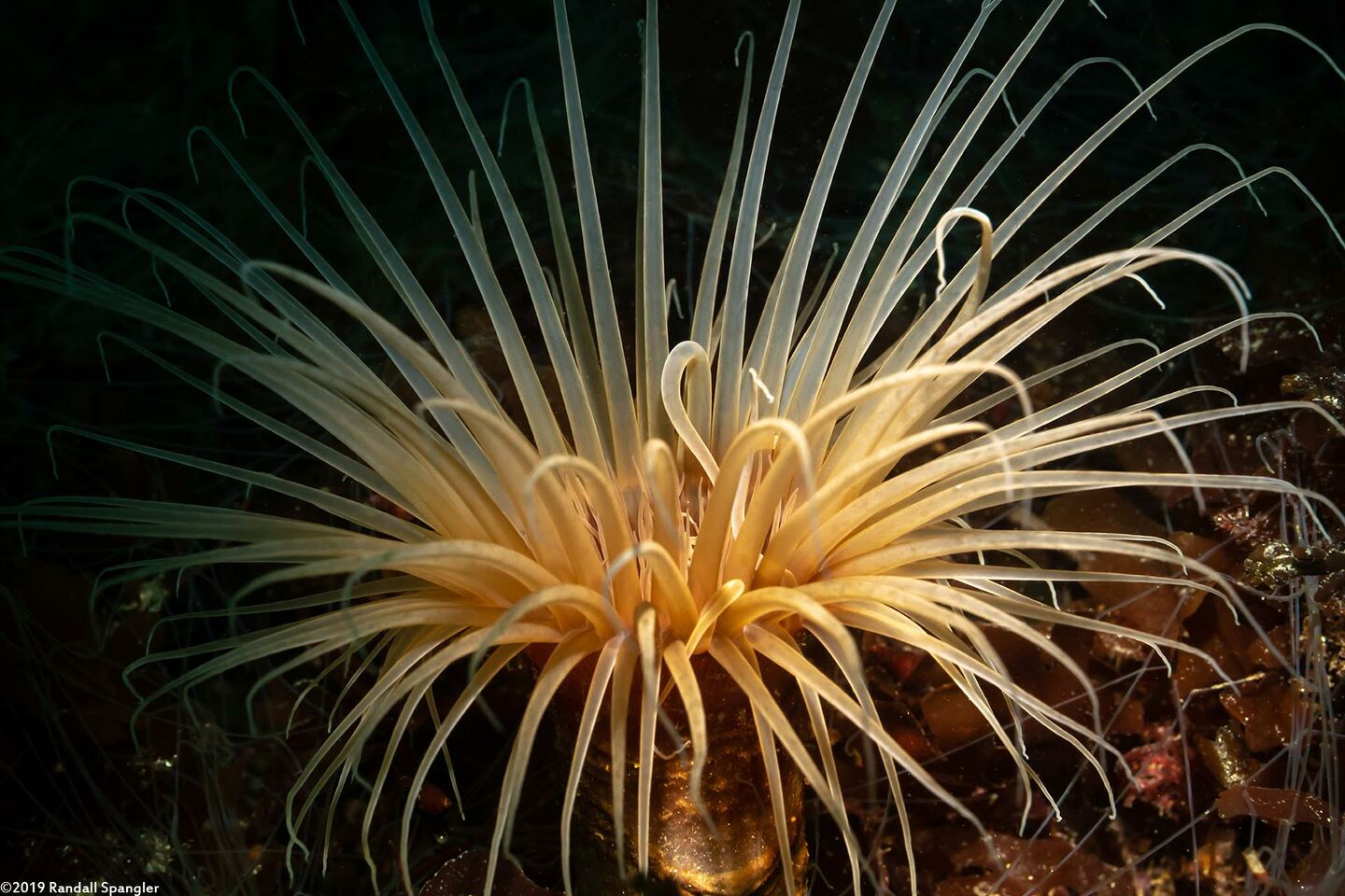 Pachycerianthus fimbriatus (Tube-Dwelling Anemone)
