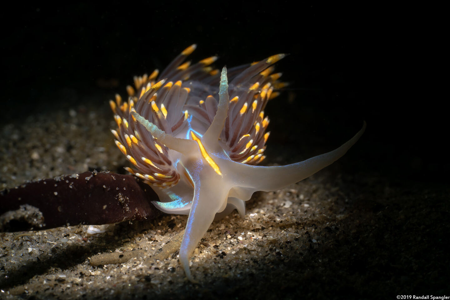 Hermissenda opalescens (Opalescent Nudibranch)