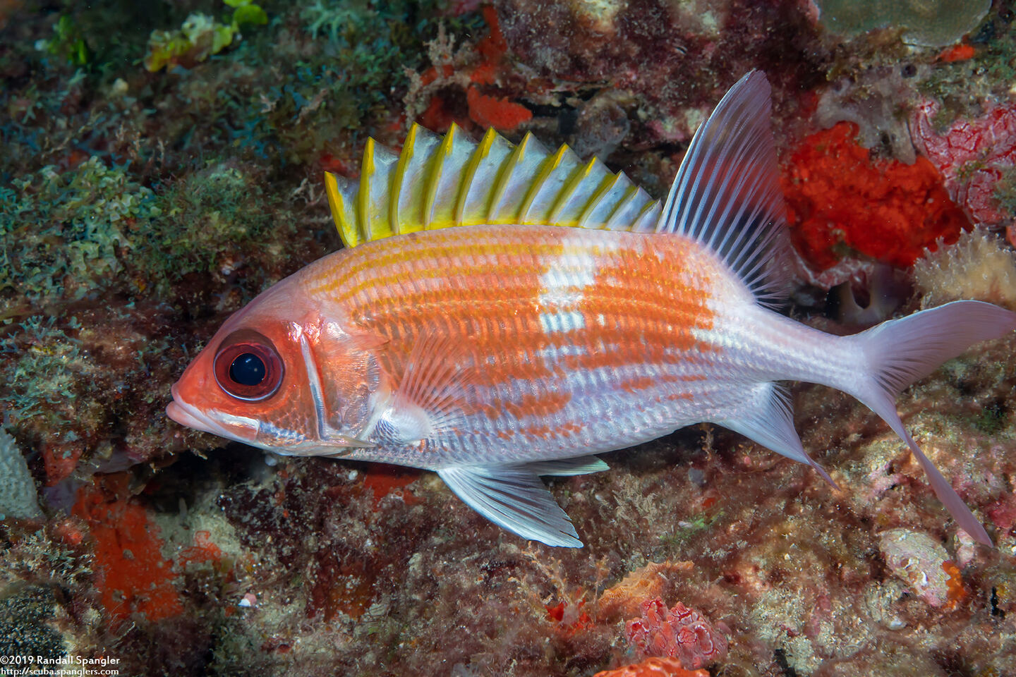 Holocentrus rufus (Longspine Squirrelfish)