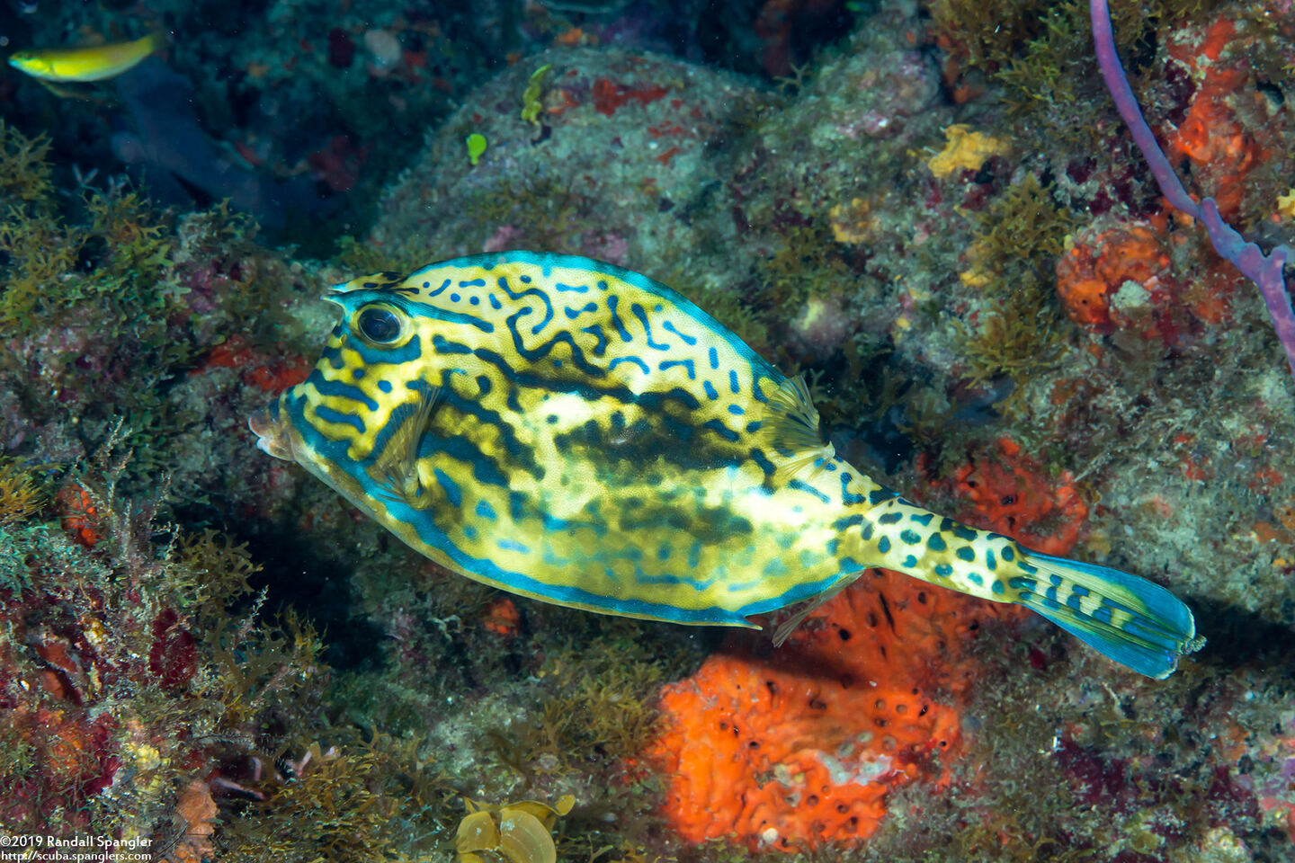 Acanthostracion quadricornis (Scrawled Cowfish)