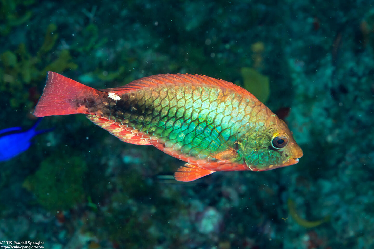 Sparisoma aurofrenatum (Redband Parrotfish)