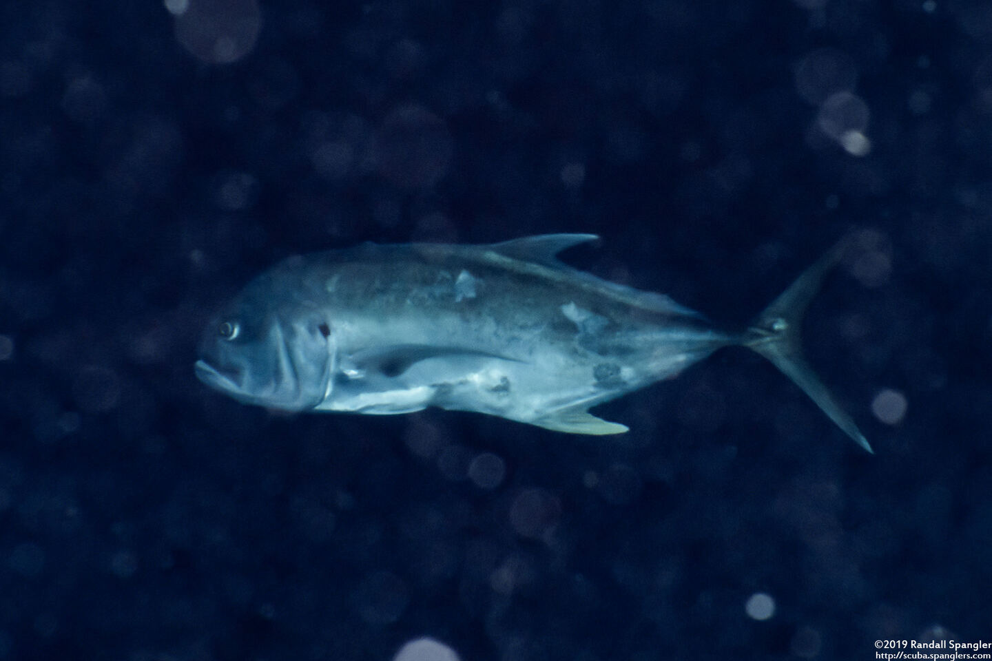 Caranx hippos (Crevalle Jack)