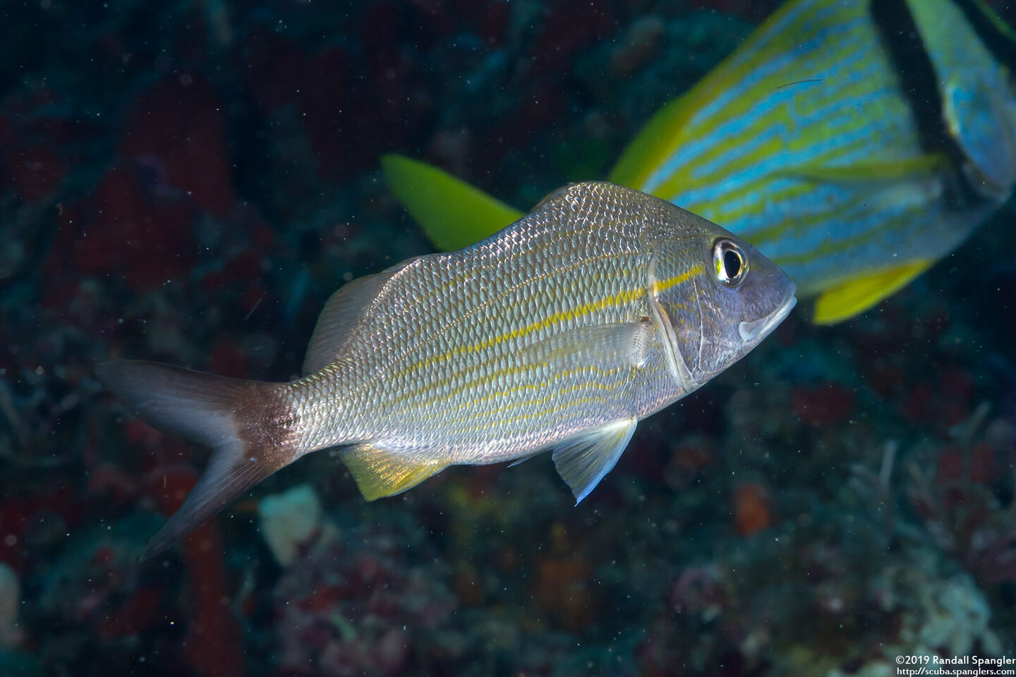 Haemulon aurolineatum (Tomtate)