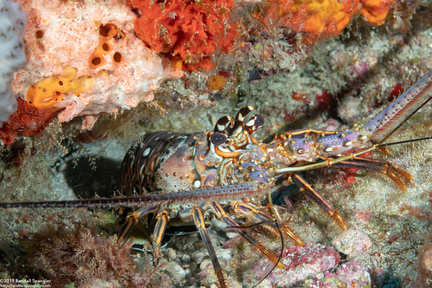 Panulirus argus (Caribbean Spiny Lobster)