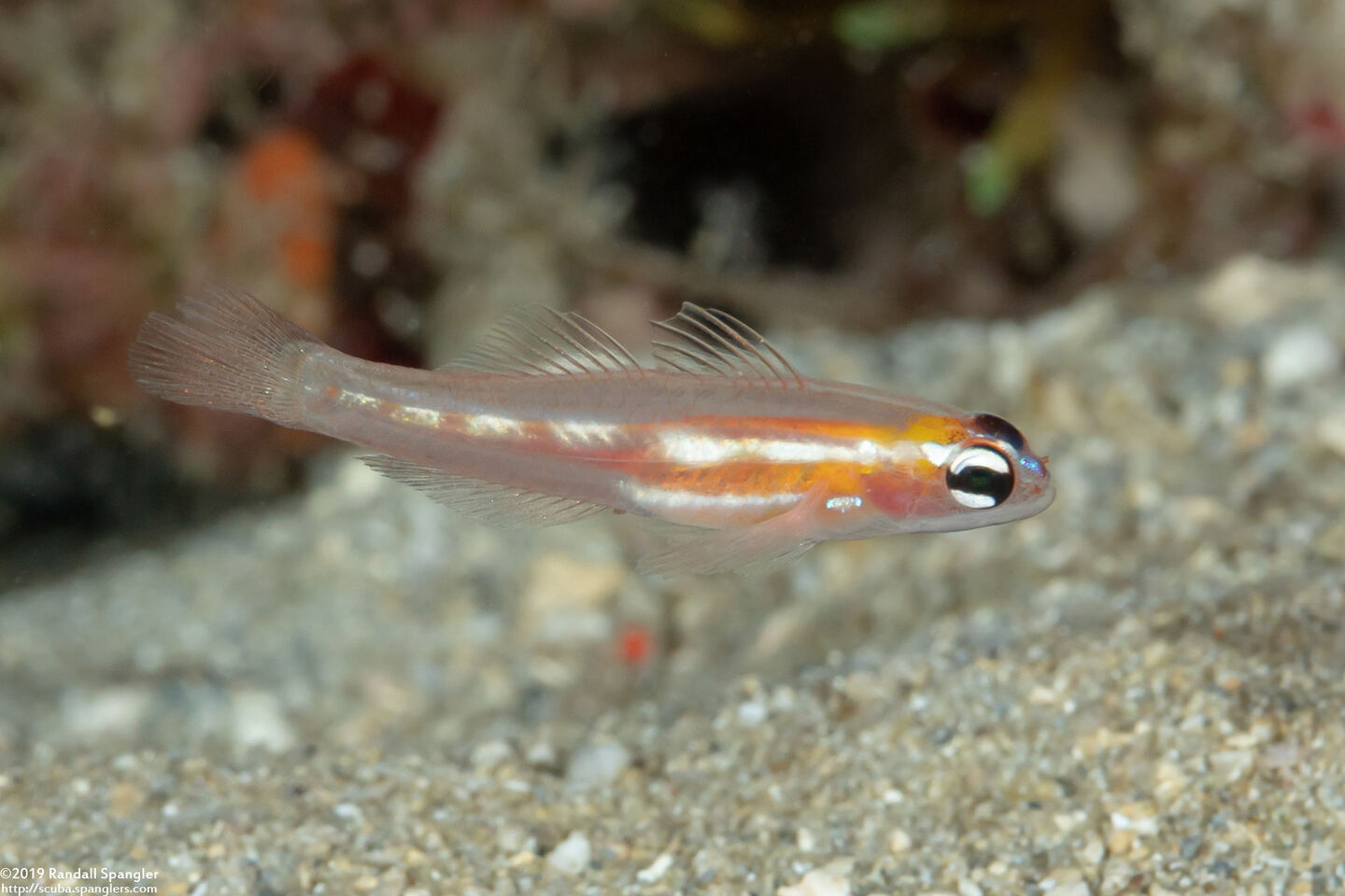 Coryphopterus hyalinus (Glass Goby)
