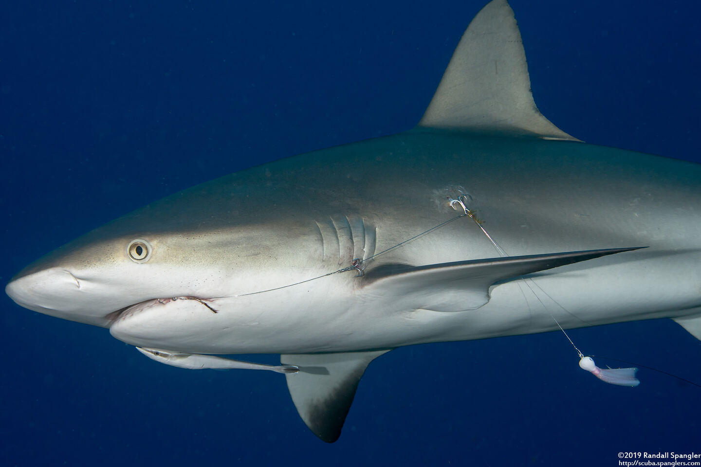Carcharhinus perezii (Reef Shark)