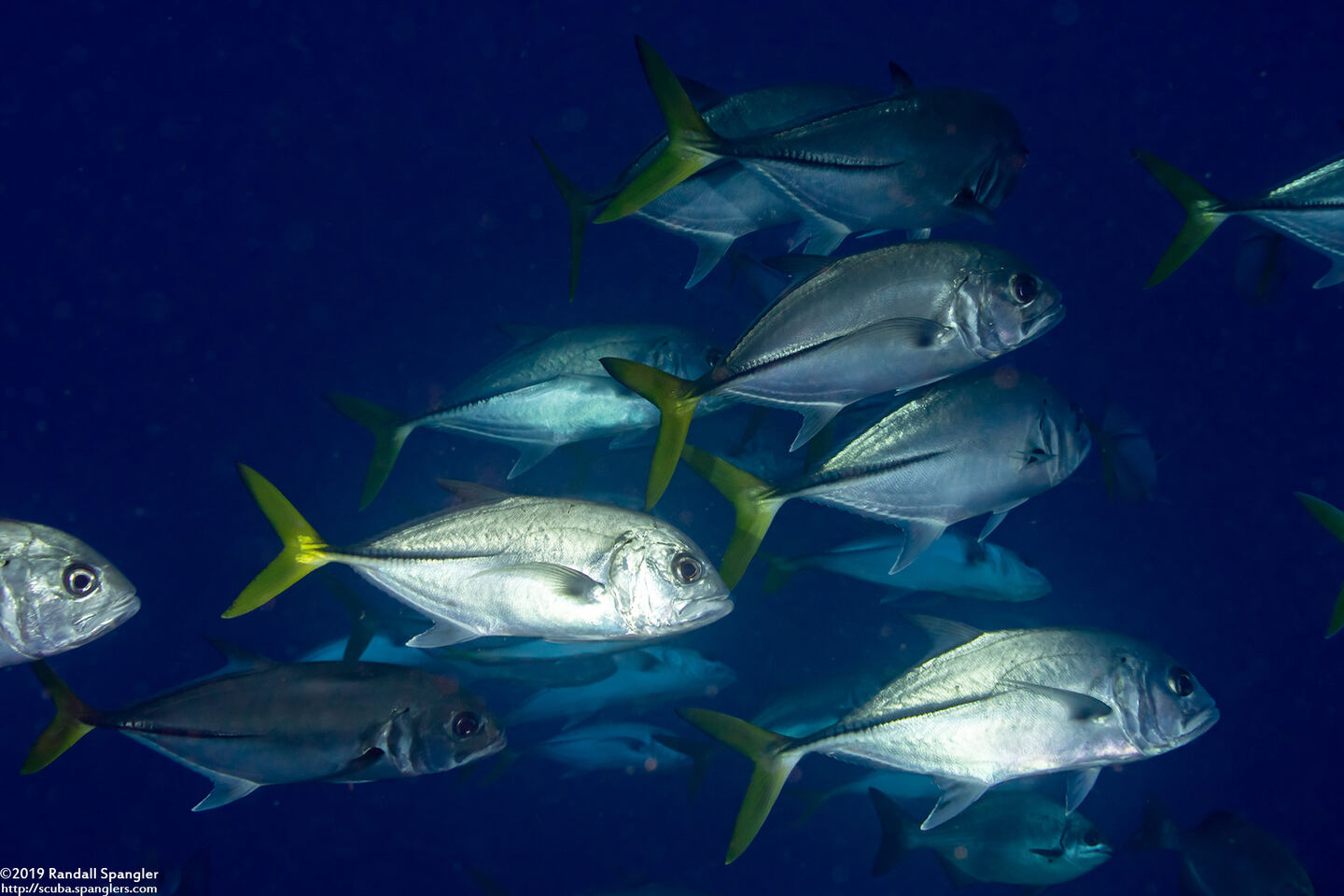 Caranx latus (Horse-Eye Jack)