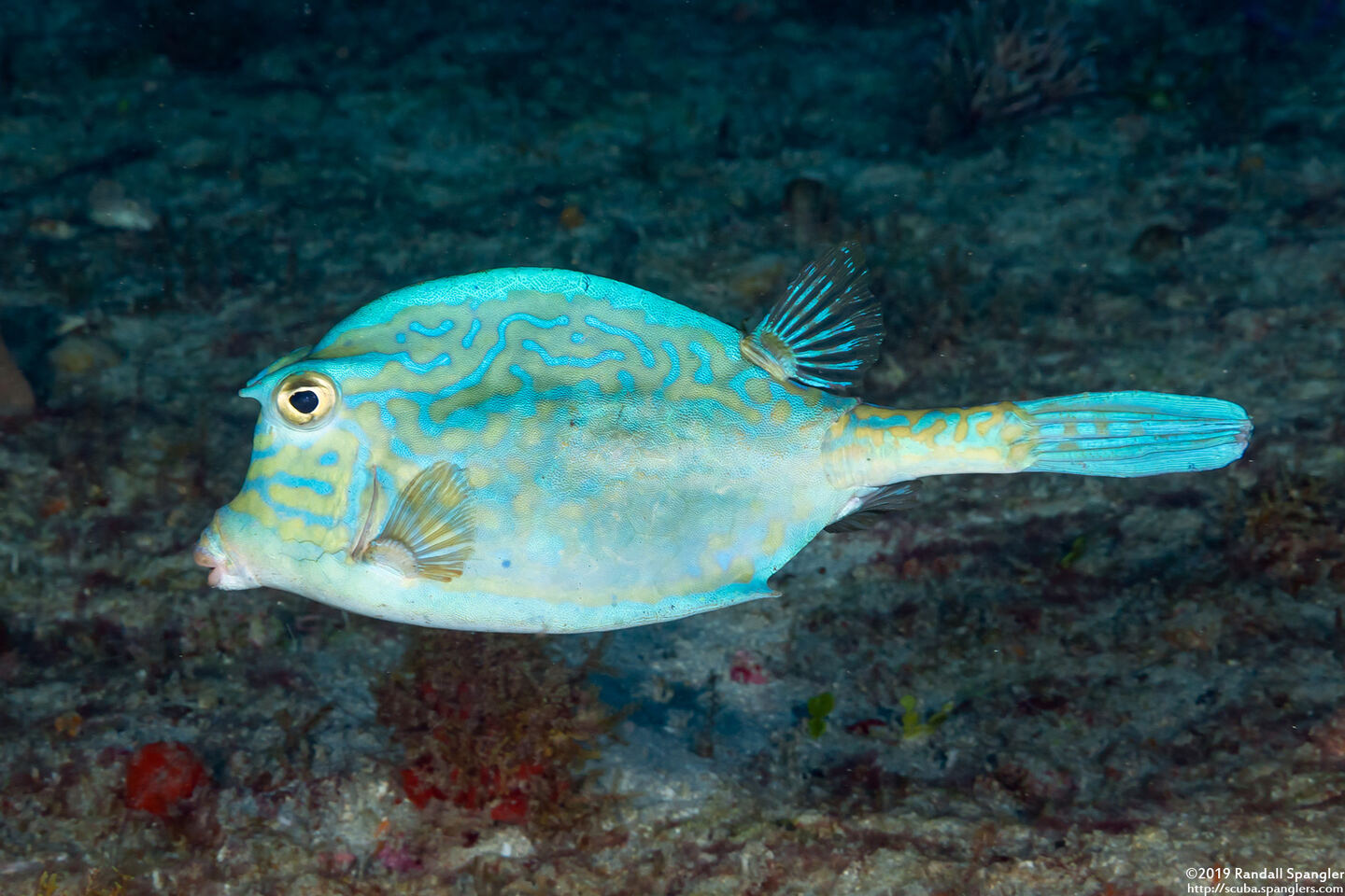 Acanthostracion quadricornis (Scrawled Cowfish)