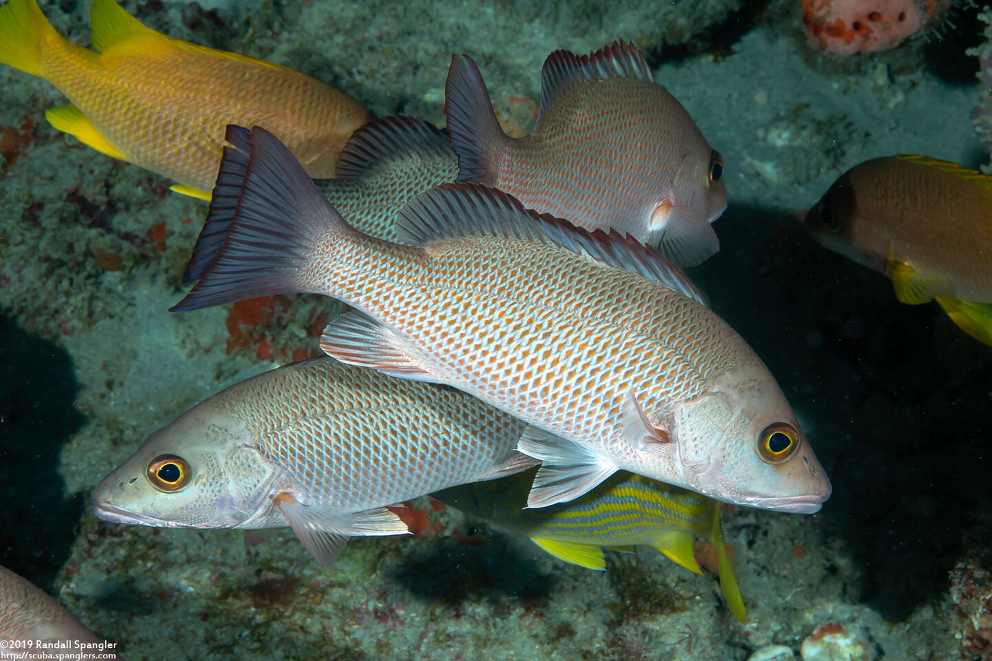 Haemulon parra (Sailor's Choice)