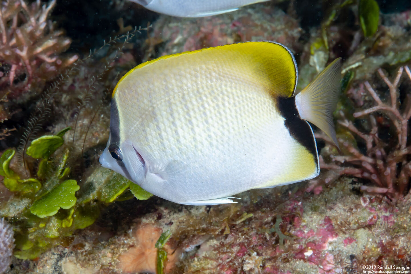 Chaetodon sedentarius (Reef Butterflyfish)