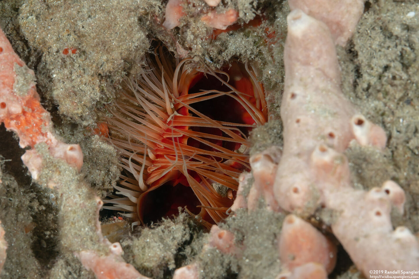 Ctenoides scaber (Rough Fileclam)