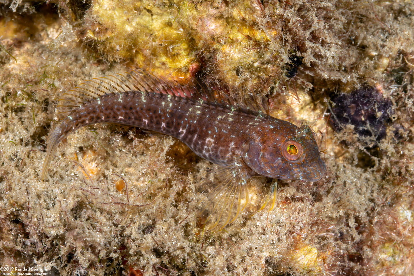 Parablennius marmoreus (Seaweed Blenny)
