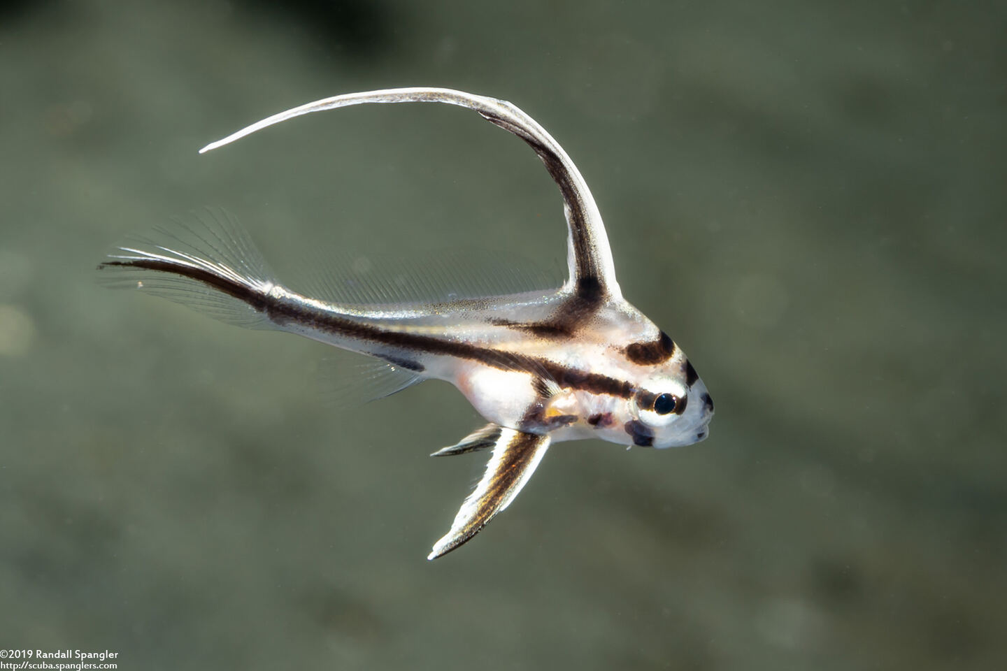 Pareques acuminatus (Highhat)