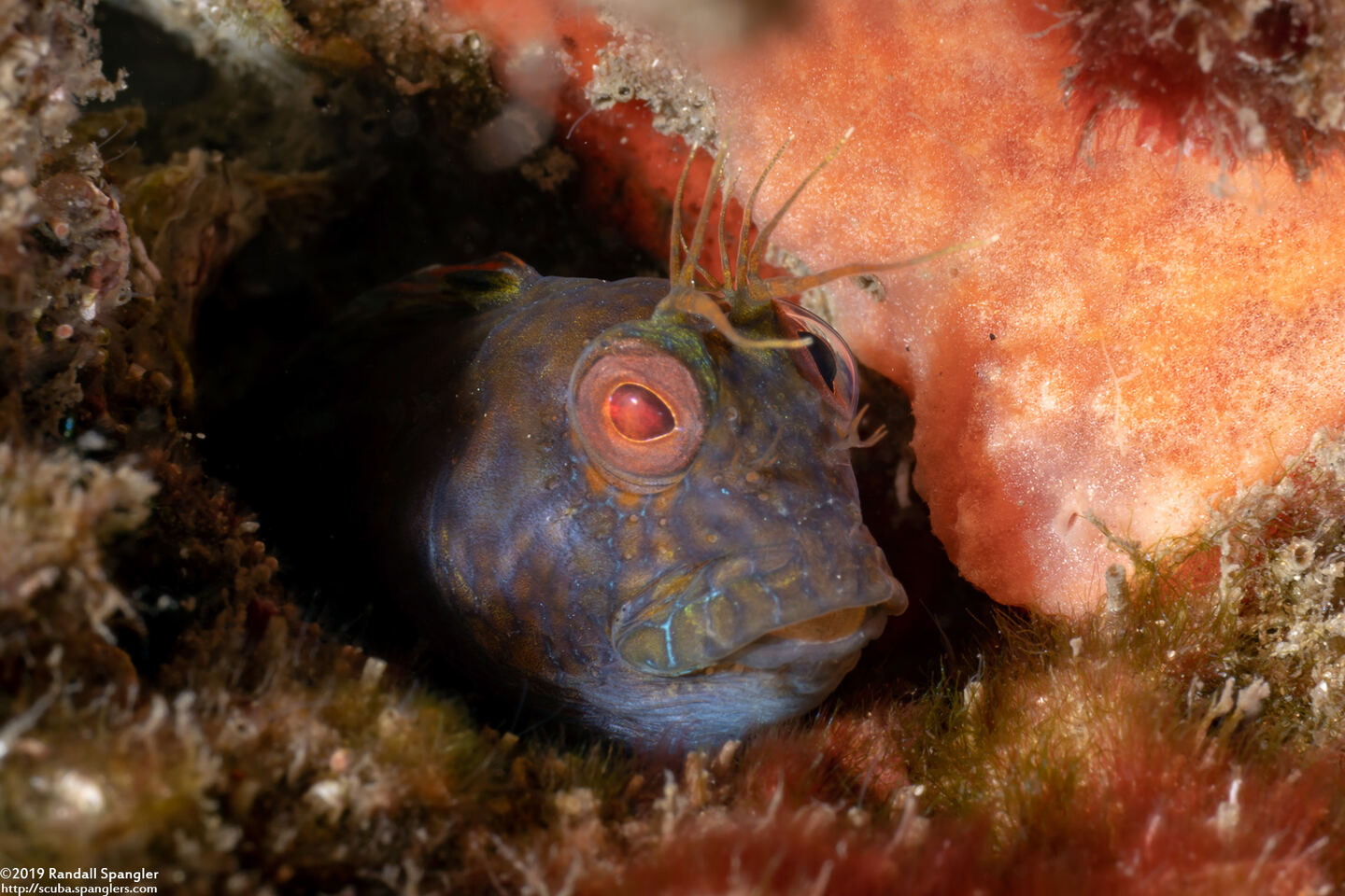 Parablennius marmoreus (Seaweed Blenny)