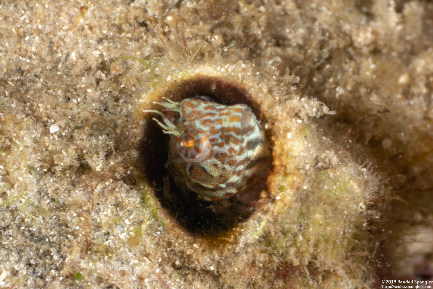 Hypleurochilus springeri (Orangespotted Blenny)