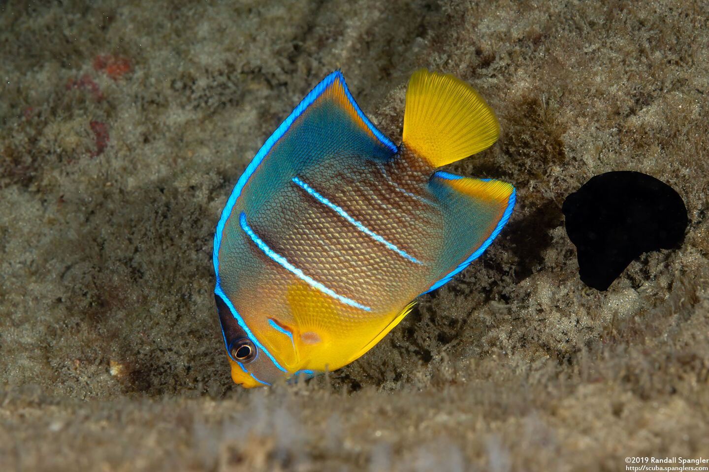 Holacanthus bermudensis (Blue Angelfish)