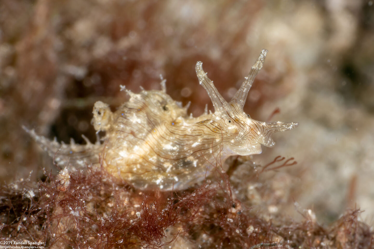 Stylocheilus striatus (Lined Sea Hare)