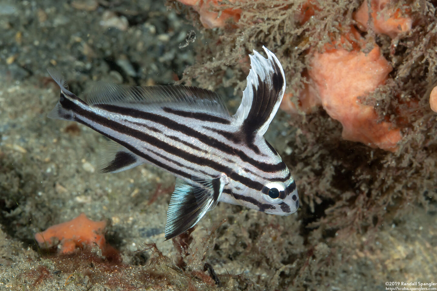 Pareques acuminatus (Highhat)