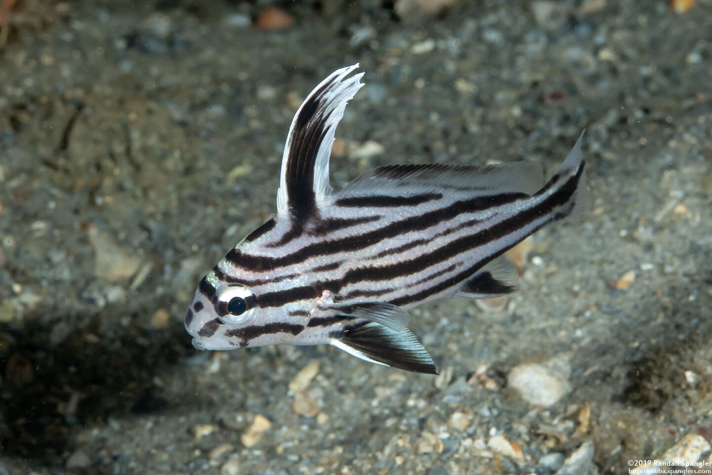 Pareques acuminatus (Highhat)