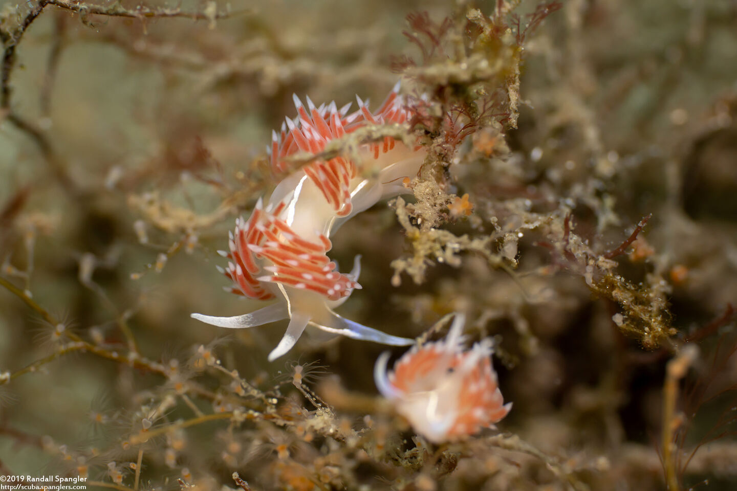 Coryphella verta (Coryphella verta)