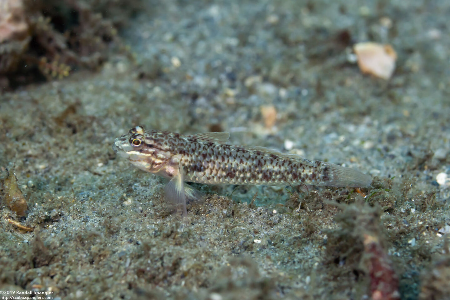 Coryphopterus dicrus (Colon Goby)