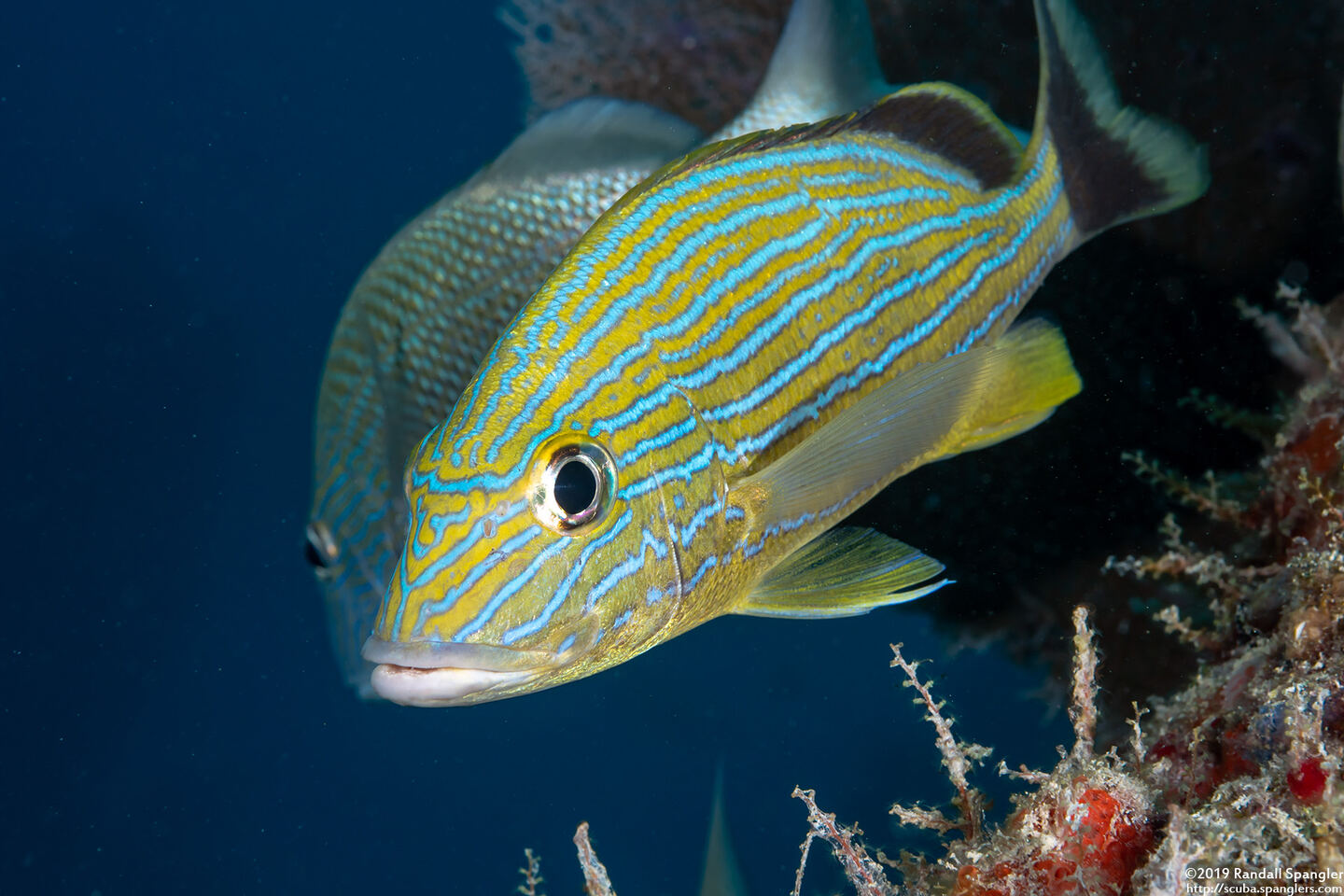 Haemulon sciurus (Bluestriped Grunt)