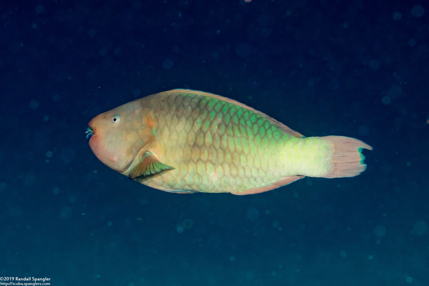 Scarus guacamaia (Rainbow Parrotfish)