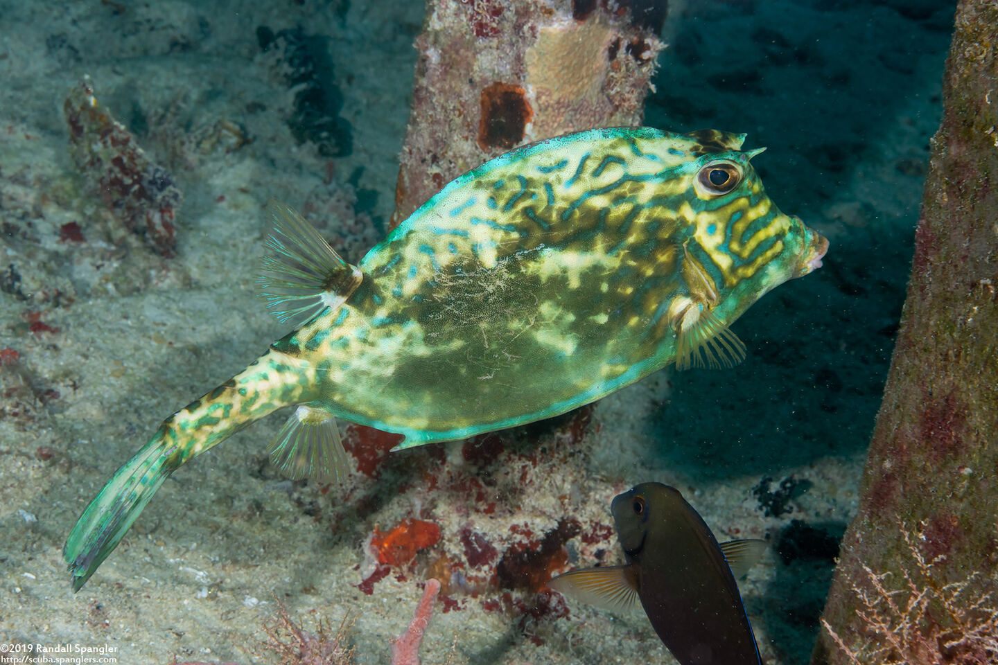 Acanthostracion quadricornis (Scrawled Cowfish)