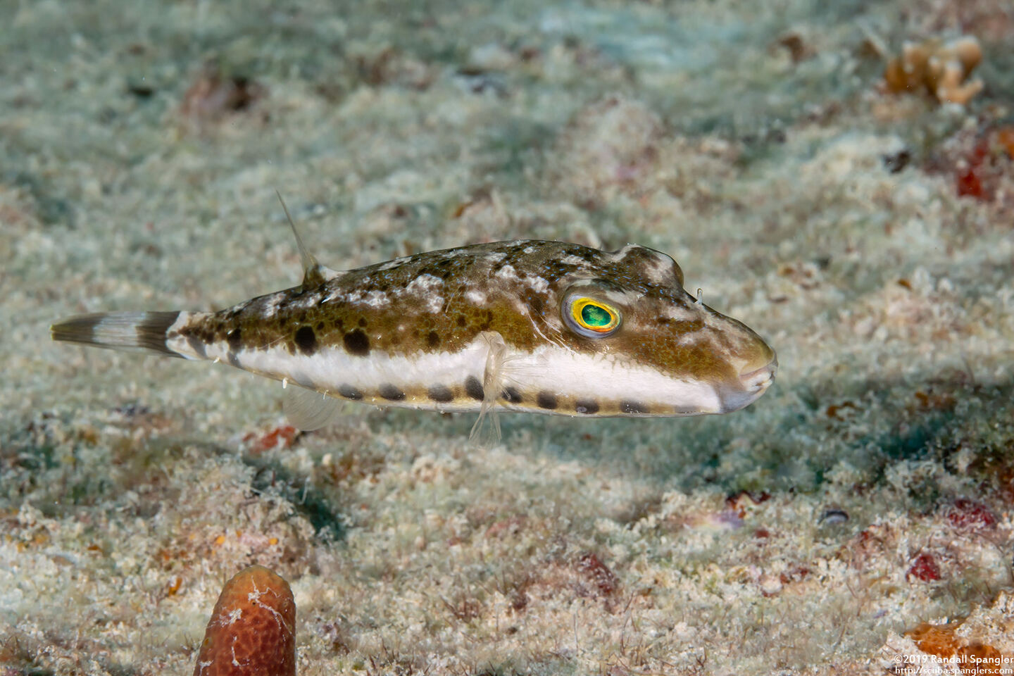 Sphoeroides spengleri (Bandtail Puffer)