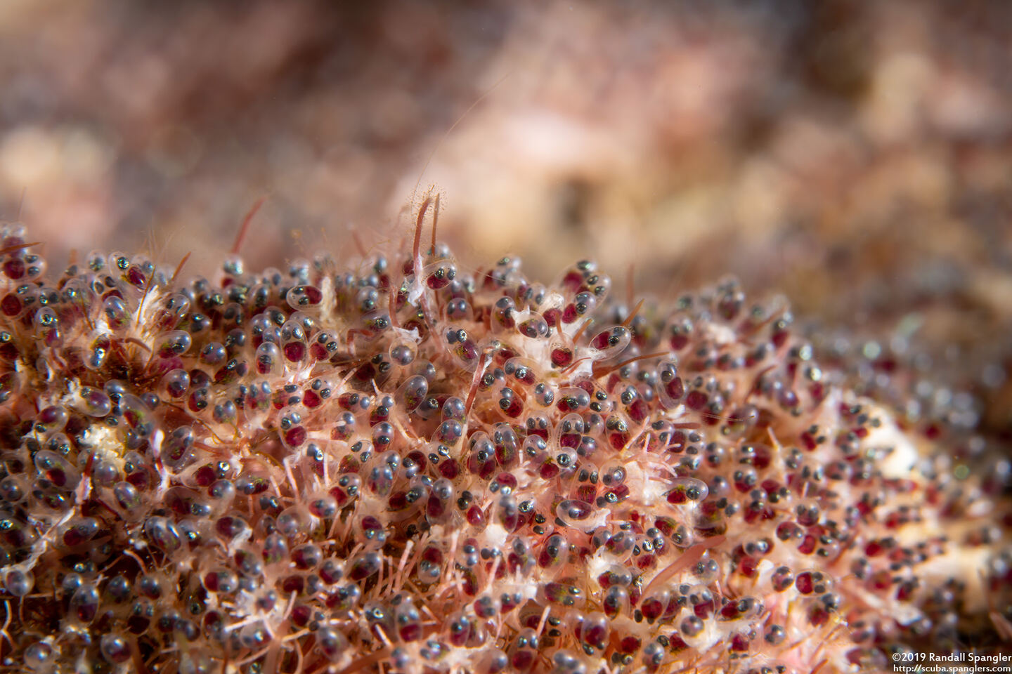 Abudefduf saxatilis (Sergeant Major)