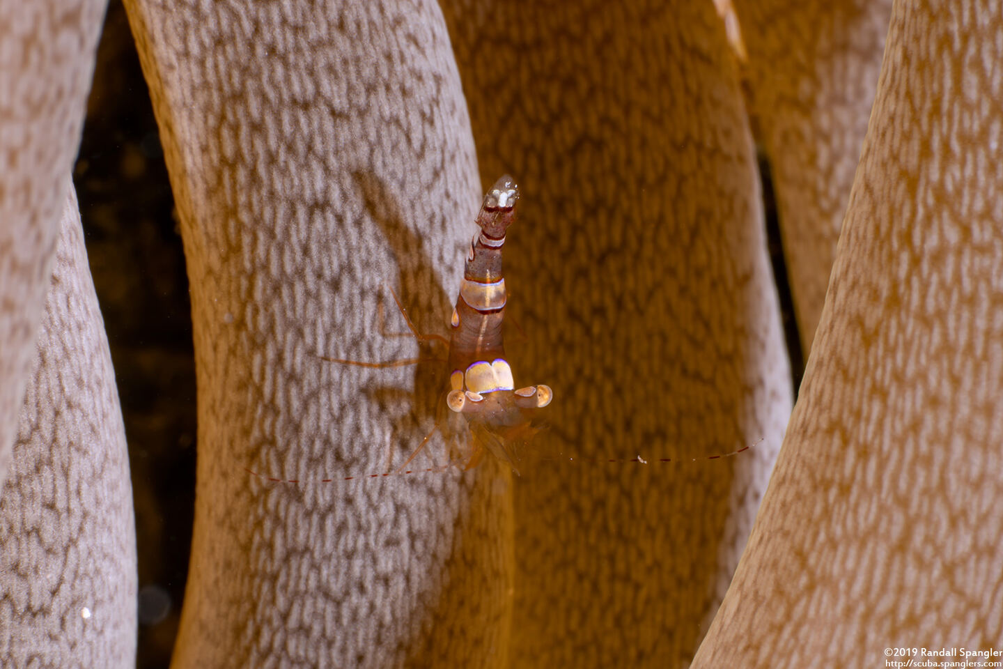 Thor amboinensis (Squat Shrimp)