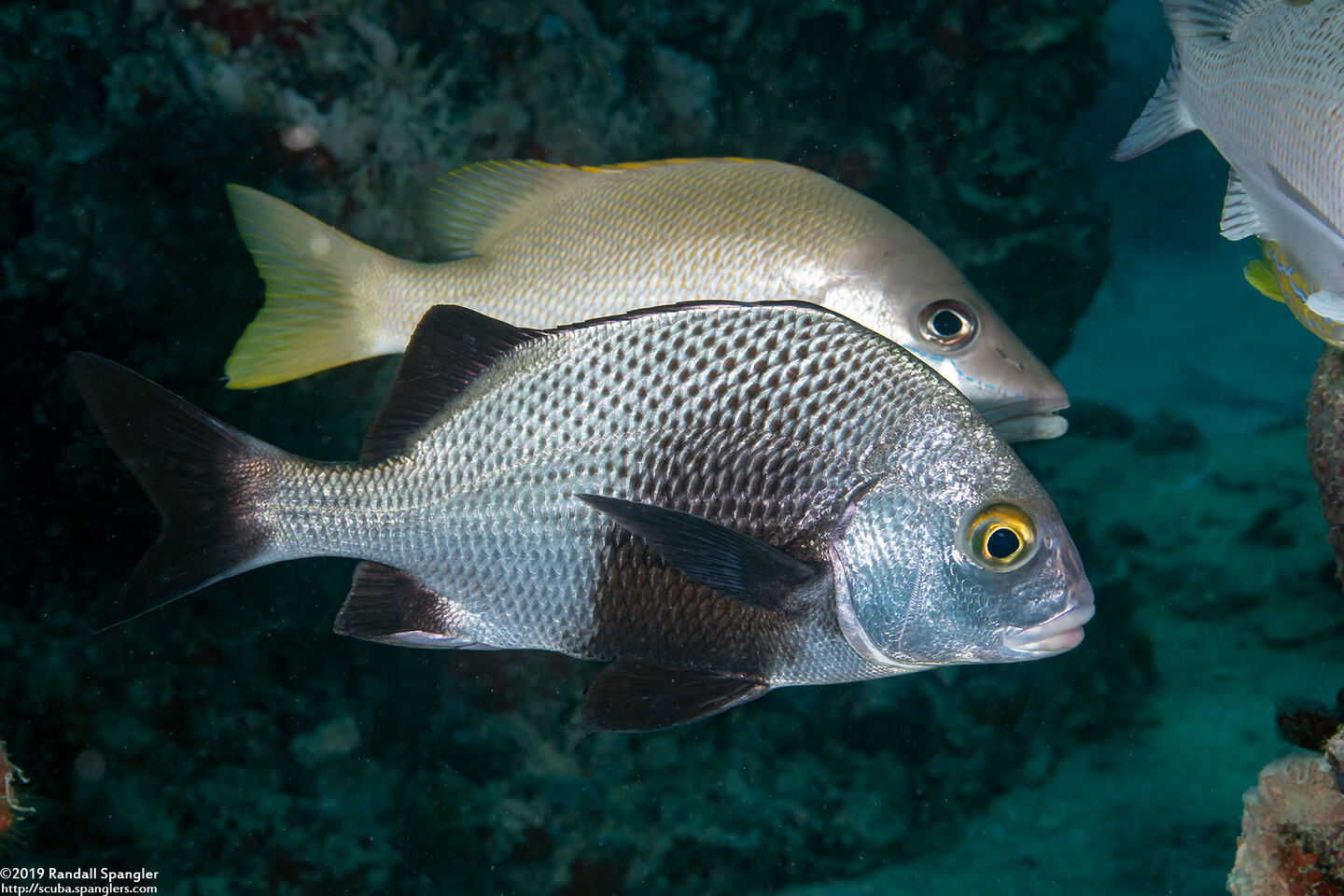 Anisotremus surinamensis (Black Margate)