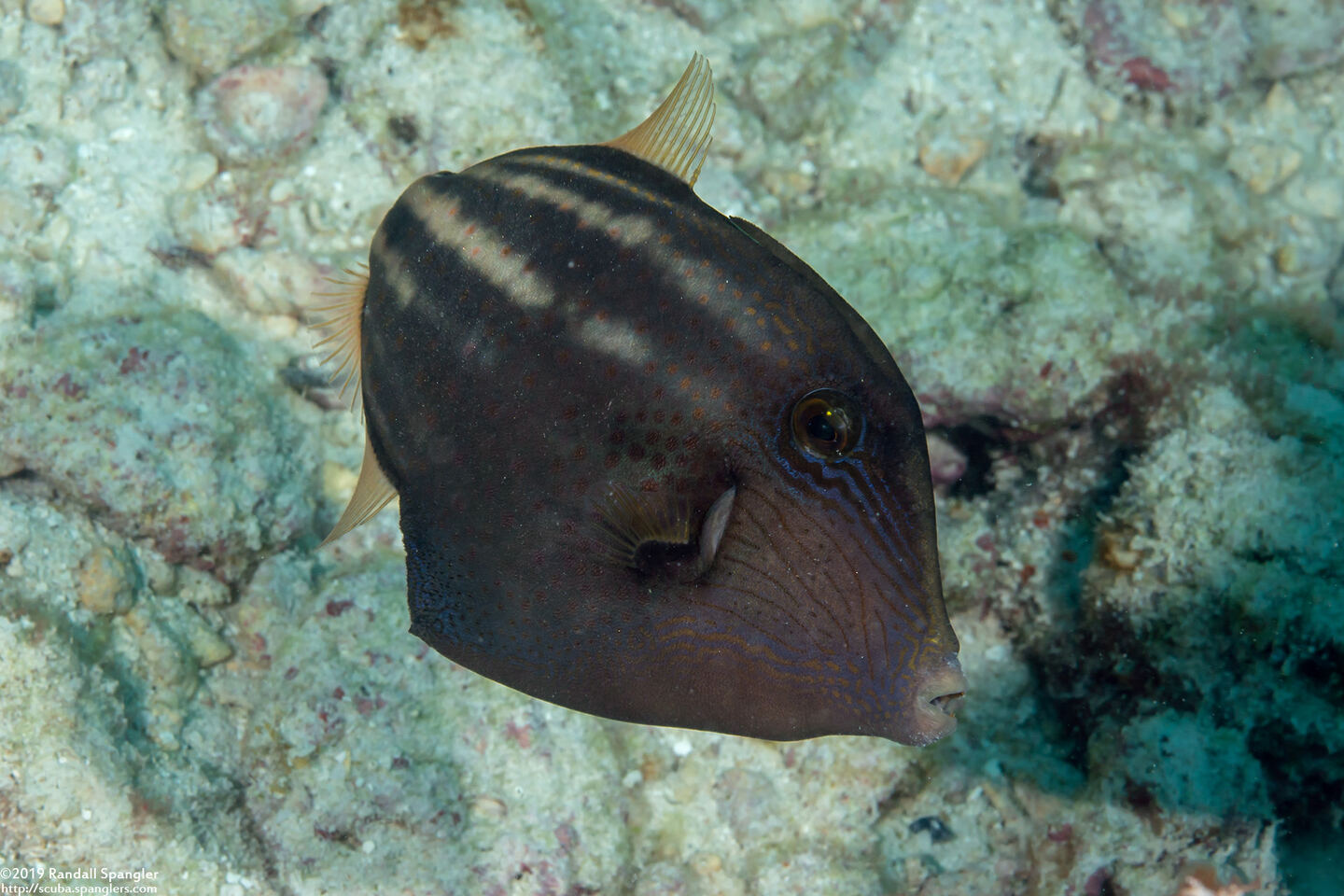 Cantherhines pullus (Orangespotted Filefish)