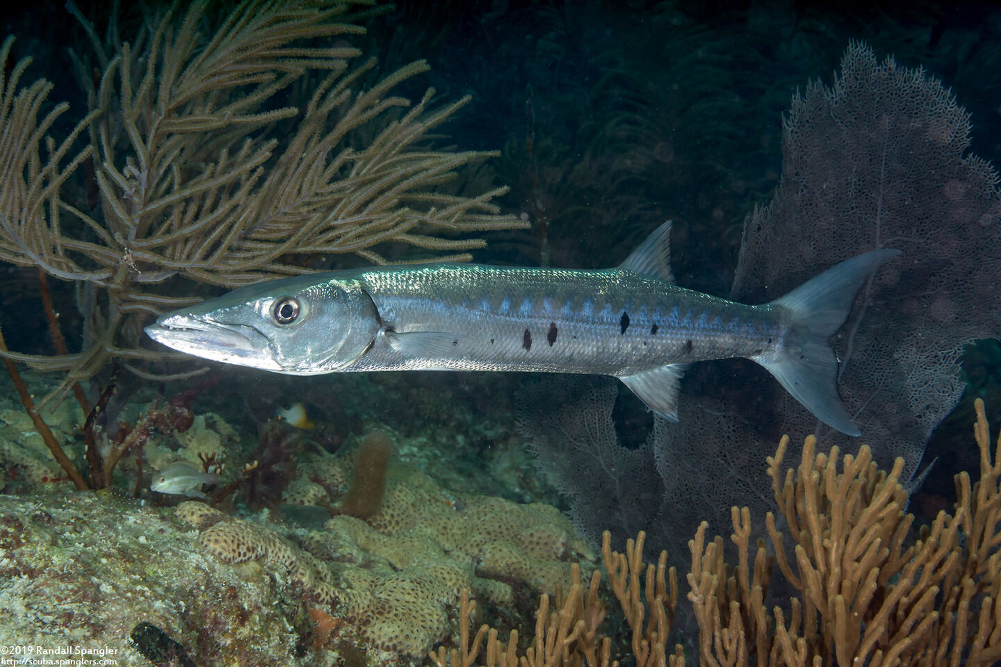 Sphyraena barracuda (Great Barracuda)